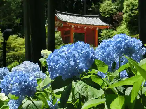 三室戸寺の庭園