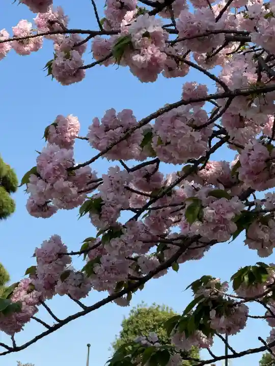 護国寺の{uncategorized: "未分類", other: "その他", undefined: "問題あり", building: "その他建物", grave: "お墓", sacred_gate: "鳥居", guardian: "狛犬", statue: "像", buddha: "仏像", history: "歴史", nature: "自然", garden: "庭園", animal: "動物", pagoda: "塔", temizu: "手水舎", mountain_gate: "山門・神門", sanctuary: "本殿・本堂", subordinate: "末社・摂社", art: "芸術", scenery: "景色", jizo: "地蔵", ema: "絵馬", goshuin: "御朱印", omikuji: "おみくじ", items: "授与品その他", amulet: "お守り", goshuincho: "御朱印帳", eats: "食事", festival: "お祭り", votive_dance: "神楽", shichigosan: "七五三参", wedding: "結婚式", experience: "体験その他", initially: "初詣", around: "周辺", anti_infection: "感染症対策"}