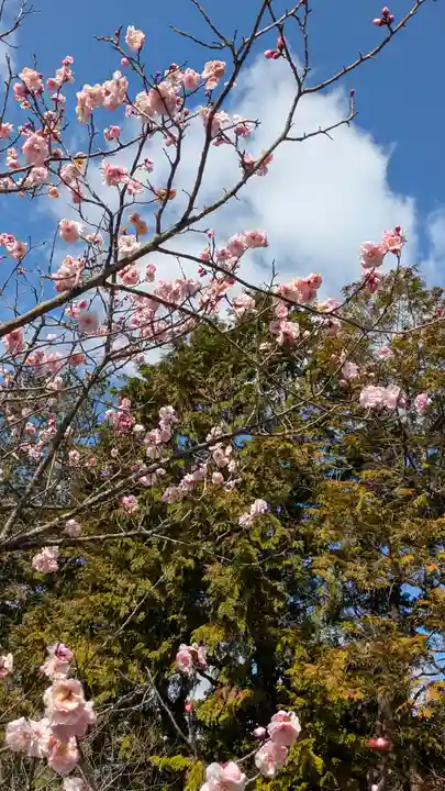 隨心院(随心院)(京都府)