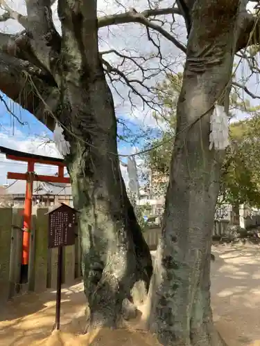 岩屋神社の自然