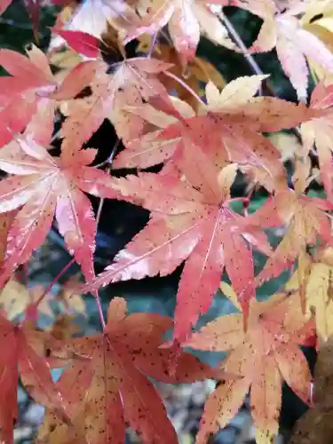 五所駒瀧神社の自然