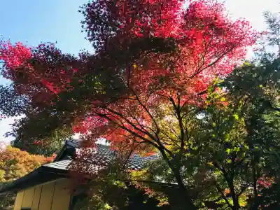 西芳寺の{uncategorized: "未分類", other: "その他", undefined: "問題あり", building: "その他建物", grave: "お墓", sacred_gate: "鳥居", guardian: "狛犬", statue: "像", buddha: "仏像", history: "歴史", nature: "自然", garden: "庭園", animal: "動物", pagoda: "塔", temizu: "手水舎", mountain_gate: "山門・神門", sanctuary: "本殿・本堂", subordinate: "末社・摂社", art: "芸術", scenery: "景色", jizo: "地蔵", ema: "絵馬", goshuin: "御朱印", omikuji: "おみくじ", items: "授与品その他", amulet: "お守り", goshuincho: "御朱印帳", eats: "食事", festival: "お祭り", votive_dance: "神楽", shichigosan: "七五三参", wedding: "結婚式", experience: "体験その他", initially: "初詣", around: "周辺", anti_infection: "感染症対策"}