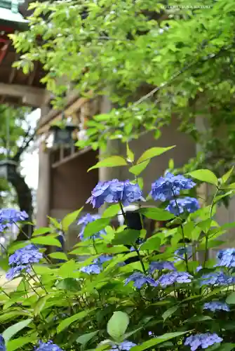 江島神社の自然
