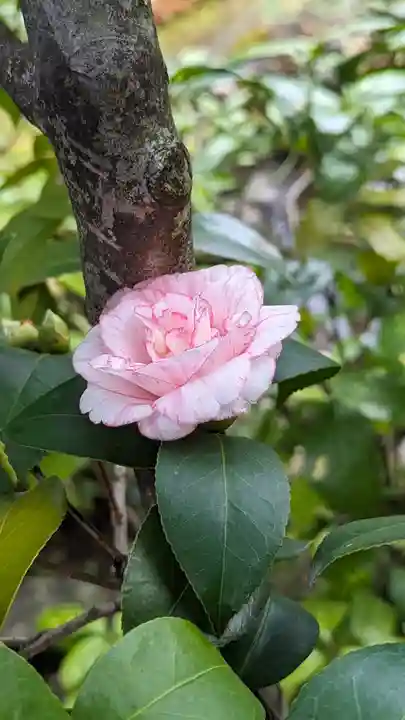 宝蔵寺(京都府)