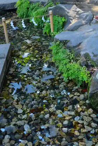 川越氷川神社(埼玉県)