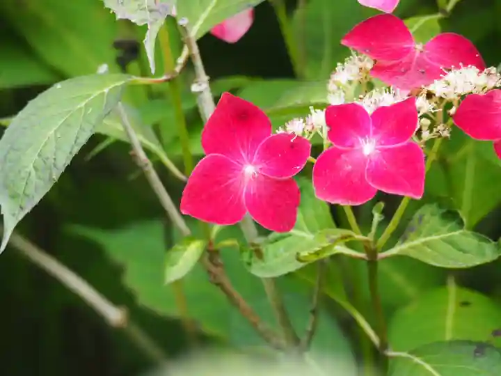 長壽寺(長寿寺)の自然