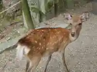 春日大社(奈良県)