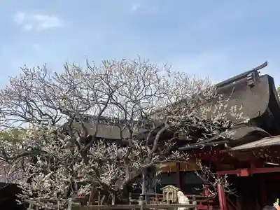 太宰府天満宮(福岡県)