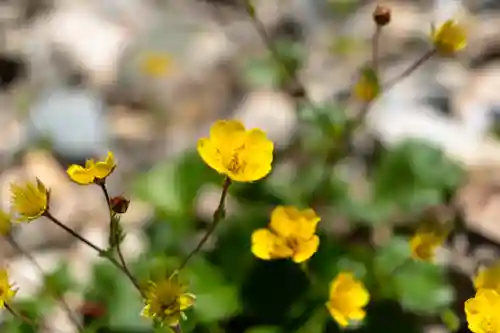 雄山神社峰本社の自然