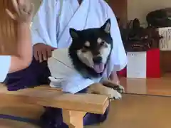 日本唯一香辛料の神　波自加彌神社の動物