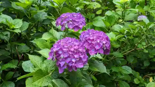 柳谷観音　楊谷寺(京都府)