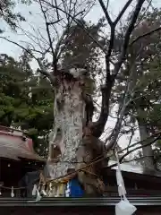 鹿嶋神社の自然