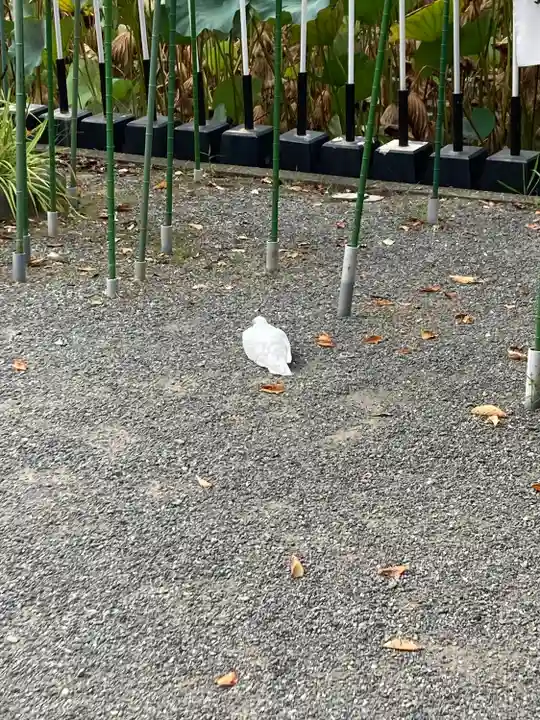 鶴岡八幡宮(神奈川県)