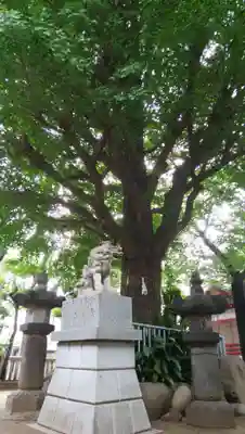 秋葉神社の狛犬