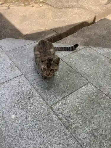玉野御嶽神社の動物