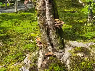 慈照寺（慈照禅寺・銀閣寺）(京都府)