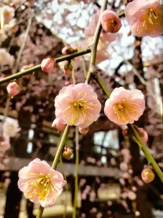 妙法寺(東京都)