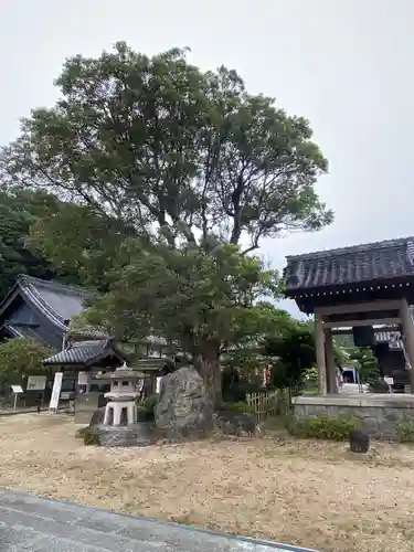 金蓮寺の庭園