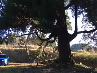 中畑神社の自然