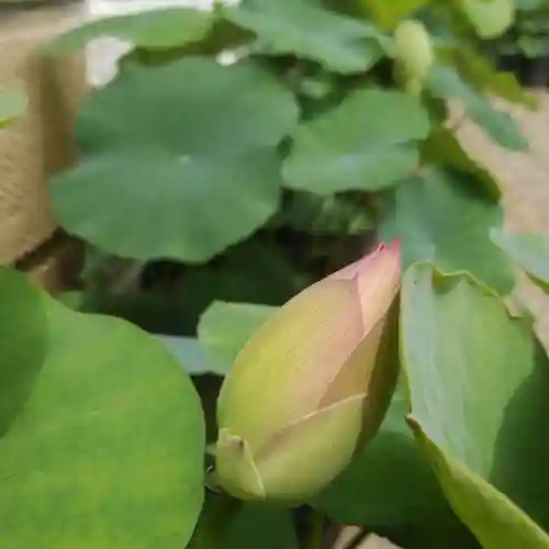 浄土宗 光明山 大蓮寺（照曜会館）の自然