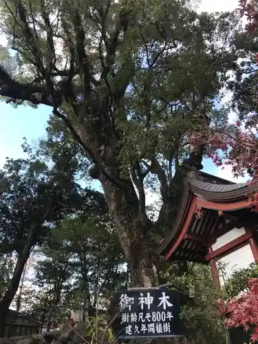 鹿児島神宮の自然