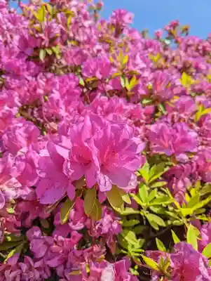 三室戸寺(京都府)