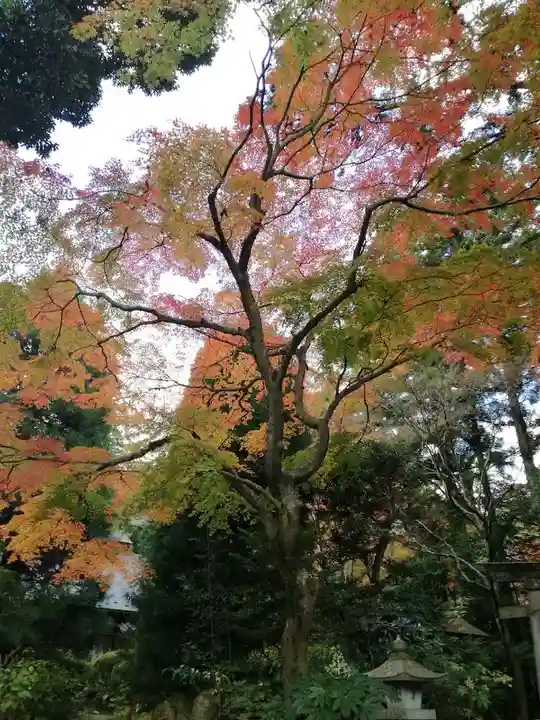 五所駒瀧神社の自然