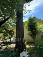 伊奈冨神社の自然