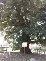 一之宮貫前神社(群馬県)