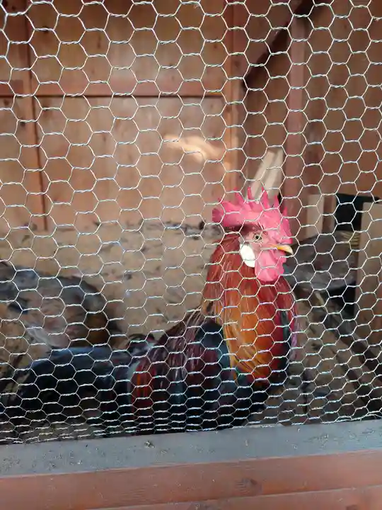 大甕神社(茨城県)