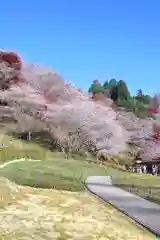 川見薬師寺の自然