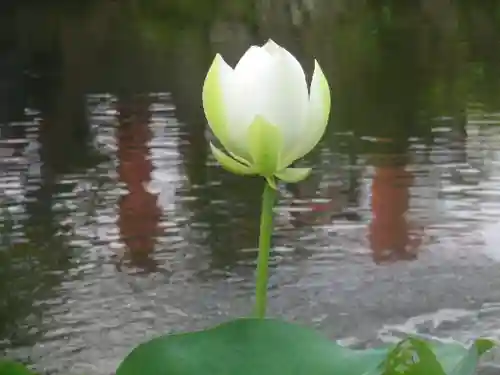 鶴岡八幡宮の自然