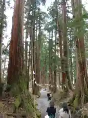 戸隠神社奥社の自然