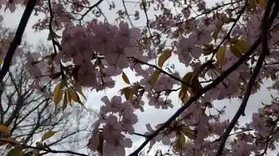 上川神社頓宮の自然