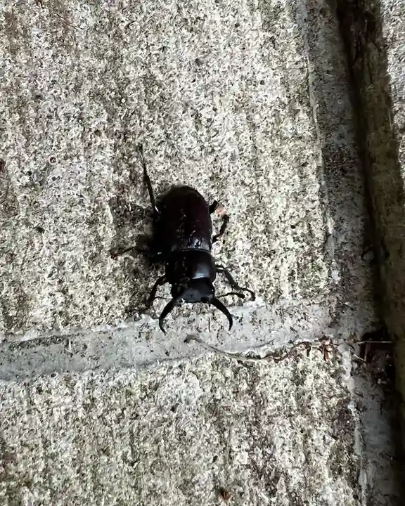 大宮温泉神社の動物