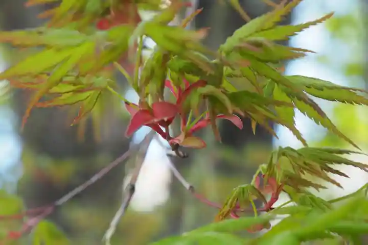 四柱神社の自然