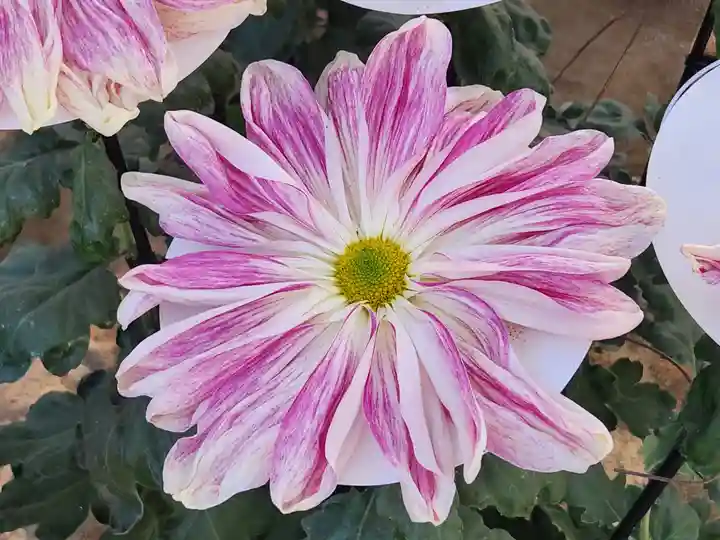 太宰府天満宮(福岡県)