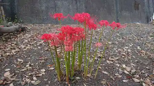 和物所稲荷神社の自然