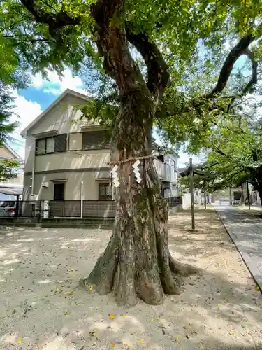 八坂神社の自然