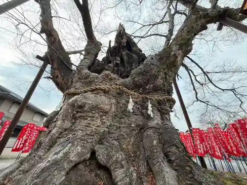 秩父今宮神社の{uncategorized: "未分類", other: "その他", undefined: "問題あり", building: "その他建物", grave: "お墓", sacred_gate: "鳥居", guardian: "狛犬", statue: "像", buddha: "仏像", history: "歴史", nature: "自然", garden: "庭園", animal: "動物", pagoda: "塔", temizu: "手水舎", mountain_gate: "山門・神門", sanctuary: "本殿・本堂", subordinate: "末社・摂社", art: "芸術", scenery: "景色", jizo: "地蔵", ema: "絵馬", goshuin: "御朱印", omikuji: "おみくじ", items: "授与品その他", amulet: "お守り", goshuincho: "御朱印帳", eats: "食事", festival: "お祭り", votive_dance: "神楽", shichigosan: "七五三参", wedding: "結婚式", experience: "体験その他", initially: "初詣", around: "周辺", anti_infection: "感染症対策"}