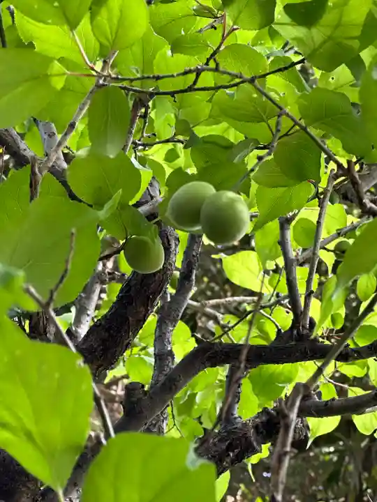 布多天神社(東京都)