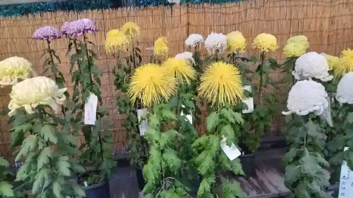 明治神宮(東京都)