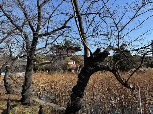 寛永寺不忍池弁天堂の自然