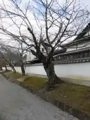 地蔵院の自然