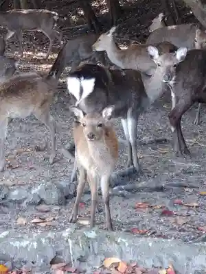 杉之浦神社の動物