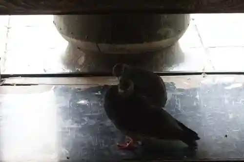 頂法寺（六角堂）の動物