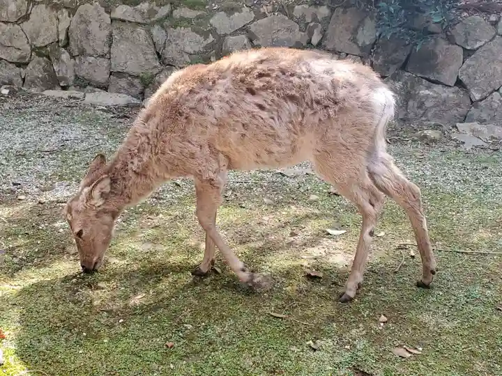 春日大社の動物