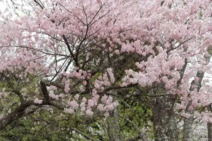 白幡八幡神社の自然