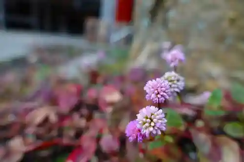 新熊野神社の自然