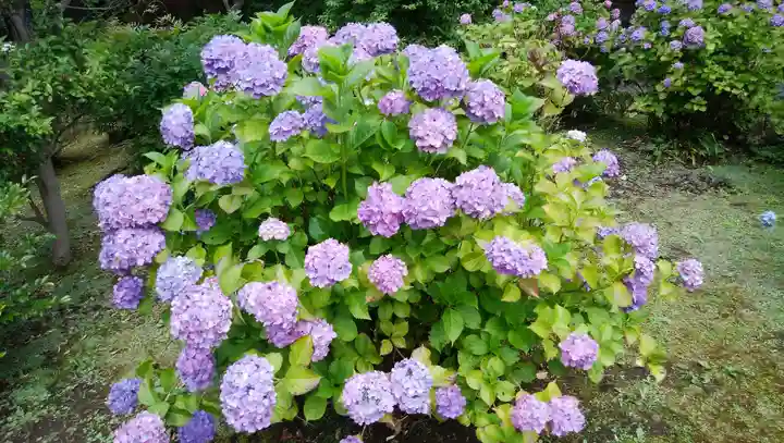 天台宗 長窪山 正覚寺の自然
